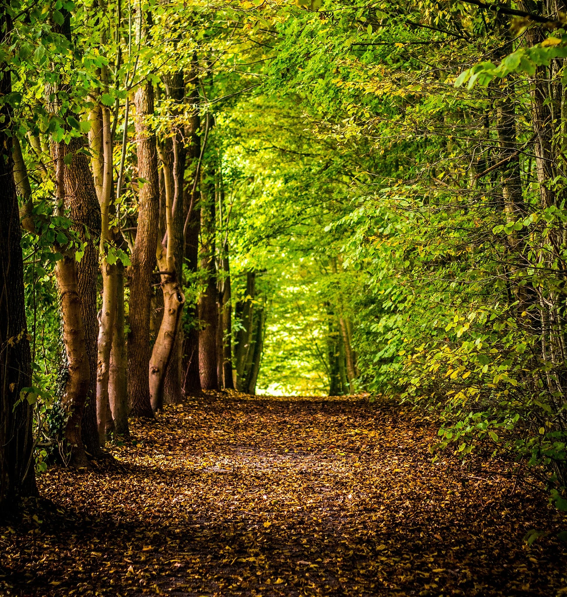 pathway between green trees