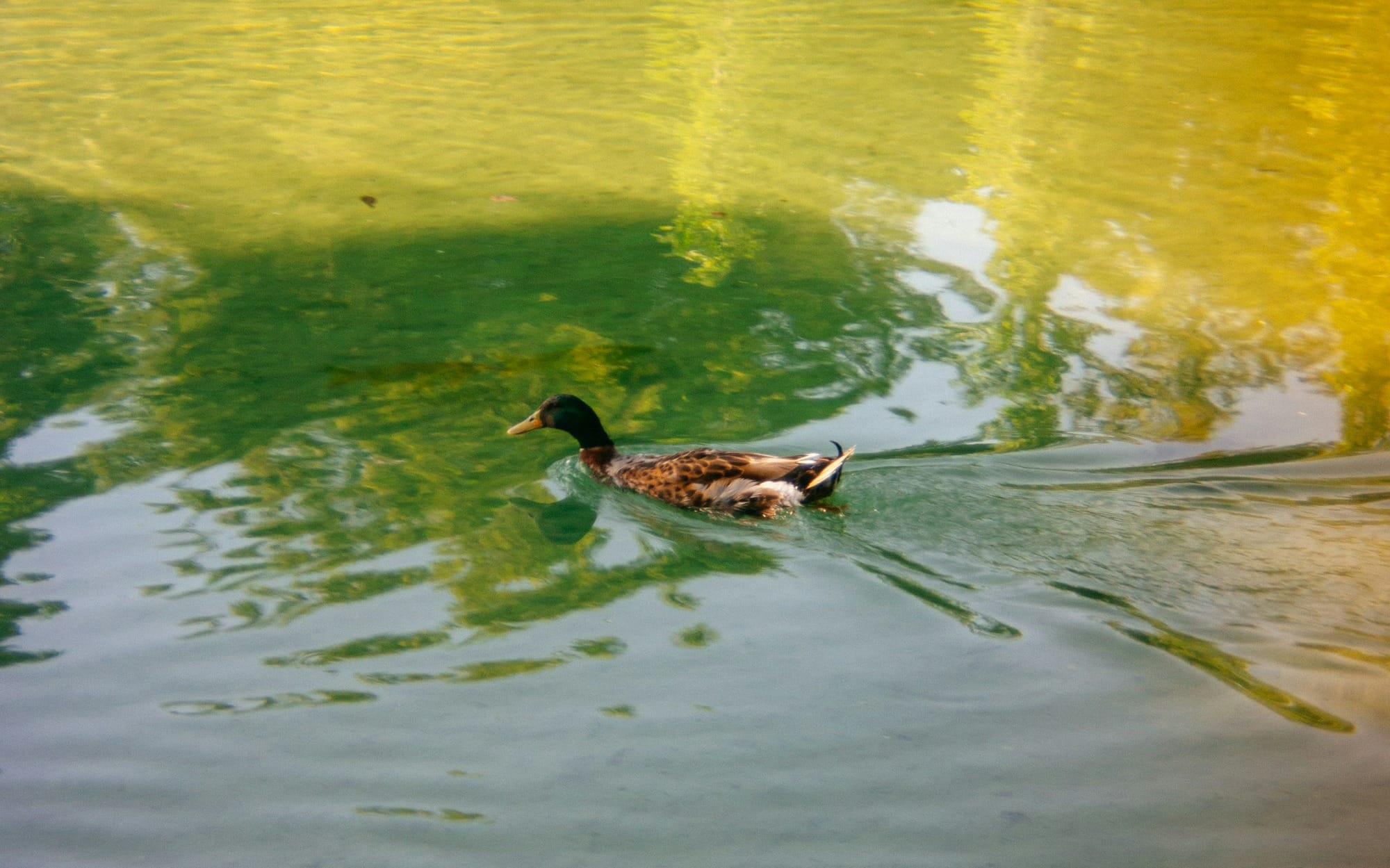 A duck floating on top of a body of water